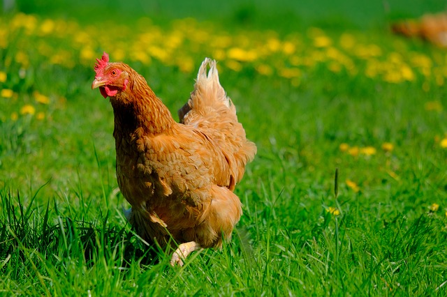 Esto es lo que le importa al consumidor español el bienestar animal, según la OCU