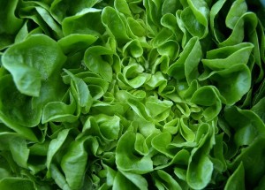 Crece el consumo de lechuga en los hogares