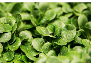 Los productos BIO, ECO y SIN, en el epicentro del consumo