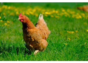 ¿De dónde vienen los huevos? ¿Cómo se crían las gallinas? Atención a la cifra de la serie estampada en el huevo