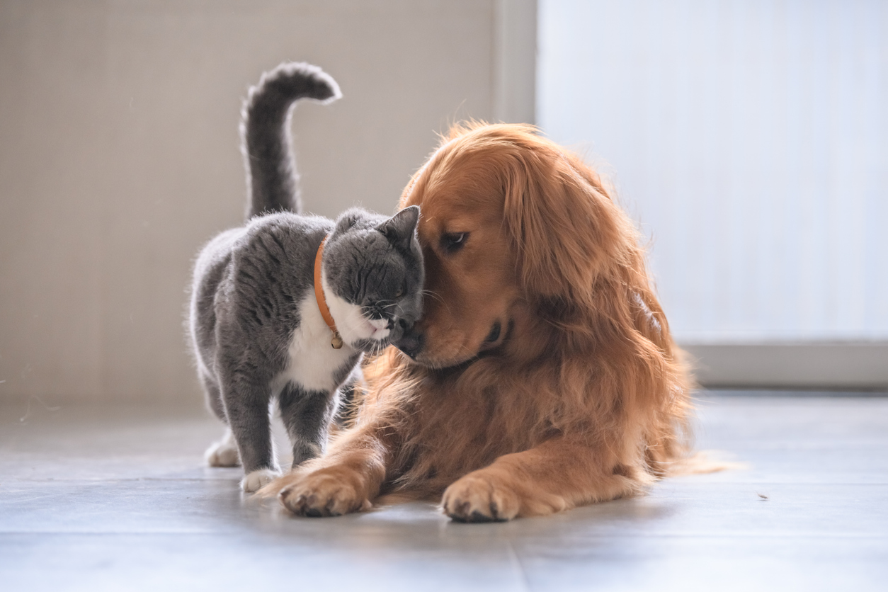 Mascotas en viviendas de alquiler: derechos y obligaciones